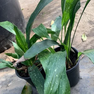 Cast Iron 'Milky Way' Live Plant - Aspidistra elatior - 6" Pot - Indoor - Image 1