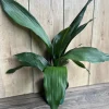 Cast Iron Plant - Aspidistra elatior Live Plant - 6" Pot - Indoor Houseplant - Image 1