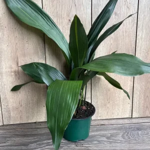 Cast Iron Plant - Aspidistra elatior Live Plant - 6