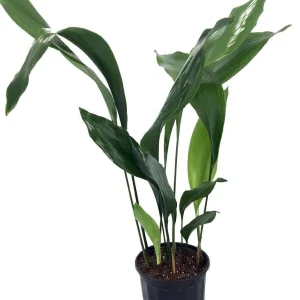 Cast Iron Plant Aspidistra Live Plant – Easy Care Indoor Foliage – 6 inch Pot - Image 2