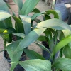 Cast Iron Plant Live Plant – Aspidistra Elatior – 6 inch Pot – Indoor - Image 1