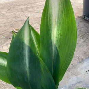 Cast Iron Plant Variegated 'Asahi' Live Plant 1-2 ft Tall in 1 Gallon Pot - Image 2