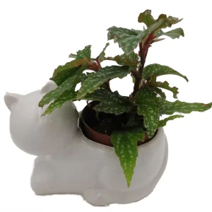 Cat Ceramic Planter with Surprise Terrarium Plant - 3