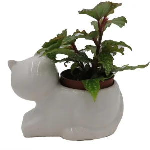 Cat Ceramic Planter with Surprise Terrarium Plant - 3