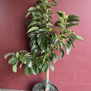 Catalina Avocado Tree - Grafted Live Plant, 3 Gallons Pot, Fruit Bearing - Image 2