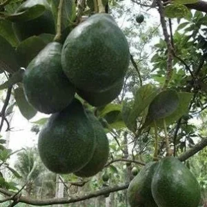 Catalina Avocado Tree - Grafted Live Plant, 3 Gallons Pot, Fruit Bearing - Image 1