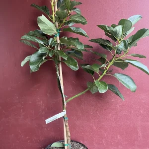 Catalina Avocado Tree - Grafted Live Plant, 3 Gallons Pot, Fruit Bearing - Image 4
