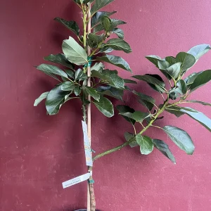 Catalina Avocado Tree - Grafted Live Plant, 3 Gallons Pot, Fruit Bearing - Image 6