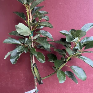 Catalina Avocado Tree - Grafted Live Plant, 3 Gallons Pot, Fruit Bearing - Image 9