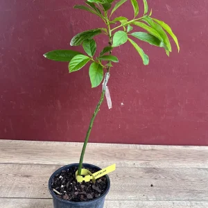 Catalina Avocado Tree Live Plant – Grafted – 6 inch Pot – Fruit Tree - Image 4