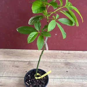 Catalina Avocado Tree Live Plant – Grafted – 6 inch Pot – Fruit Tree - Image 6