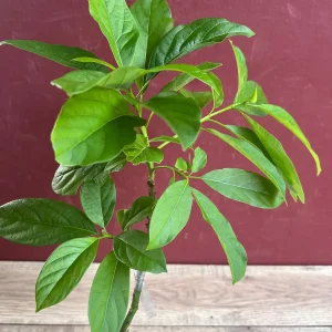 Catalina Avocado Tree Live Plant – Grafted – 6 inch Pot – Fruit Tree - Image 7