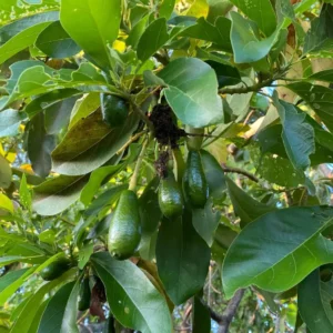 Catalina Avocado Tree Live Plant - Grafted, Cold Hardy, 3 Gallon Pot - Image 2