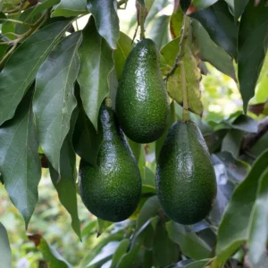 Catalina Avocado Tree Live Plant - Grafted, Cold Hardy, 3 Gallon Pot - Image 3