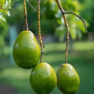 Catalina Avocado Tree Live Plant - Grafted, Cold Hardy, 3 Gallon Pot - Image 5