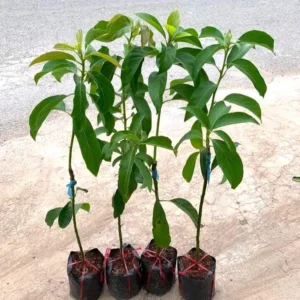 Catalina Avocado Tree Live Plant - Grafted, Cold Hardy, 3 Gallon Pot - Image 7