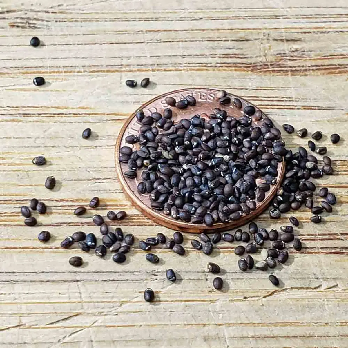 Catnip Seeds - 1000+ NON-GMO Perennial Herb for Garden, Cats & Tea - Image 2