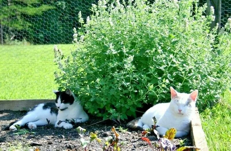 Catnip Seeds - 1000+ NON-GMO Perennial Herb for Garden, Cats & Tea - Image 1