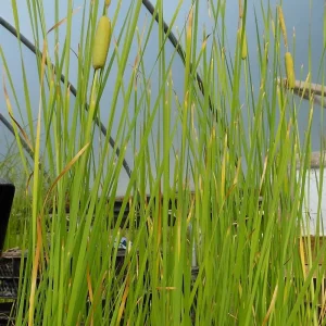 Cattail Plant Bare-root – Wetland Aquatic Grass for Ponds & Gardens – USDA Zones 3-10 - Image 2