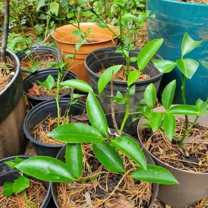 Cay Chanh Lemon Lime Tree Live Plant - 8-12 inch Citrus Tree for Indoor/Outdoor - Image 3