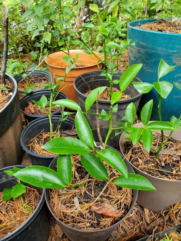 Cay Chanh Lemon Lime Tree Live Plant - 8-12 inch Citrus Tree for Indoor/Outdoor - Image 3