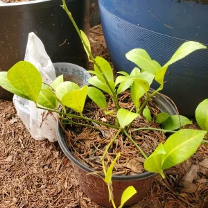 Cay Chanh Lemon Lime Tree Live Plant - 8-12 inch Citrus Tree for Indoor/Outdoor - Image 4