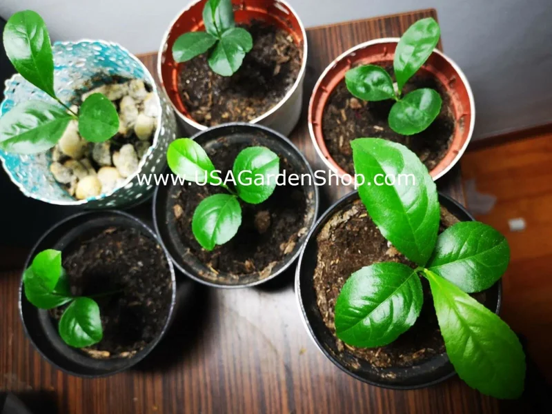 Cay Chanh Lemon Lime Tree Live Plant - 8-12 inch Citrus Tree for Indoor/Outdoor - Image 5