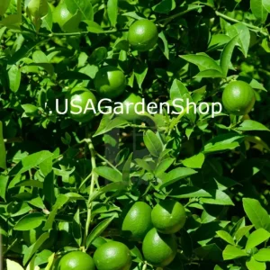 Cay Chanh Lemon Lime Tree Live Plant - 8-12 inch Citrus Tree for Indoor/Outdoor - Image 6