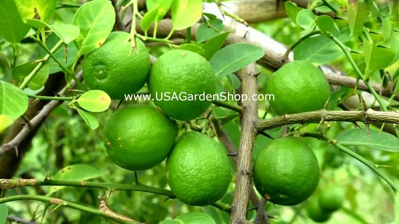 Cay Chanh Lemon Lime Tree Live Plant - 8-12 inch Citrus Tree for Indoor/Outdoor - Image 7