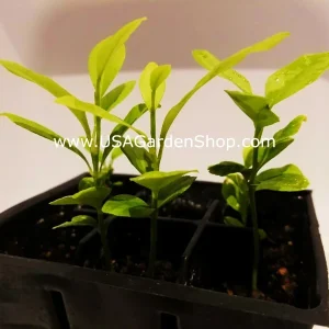 Cay Chanh Lemon Lime Tree Live Plant - 8-12 inch Citrus Tree for Indoor/Outdoor - Image 8