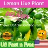 Cay Chanh Lemon Lime Tree Live Plant - 8-12 inch Citrus Tree for Indoor/Outdoor - Image 1