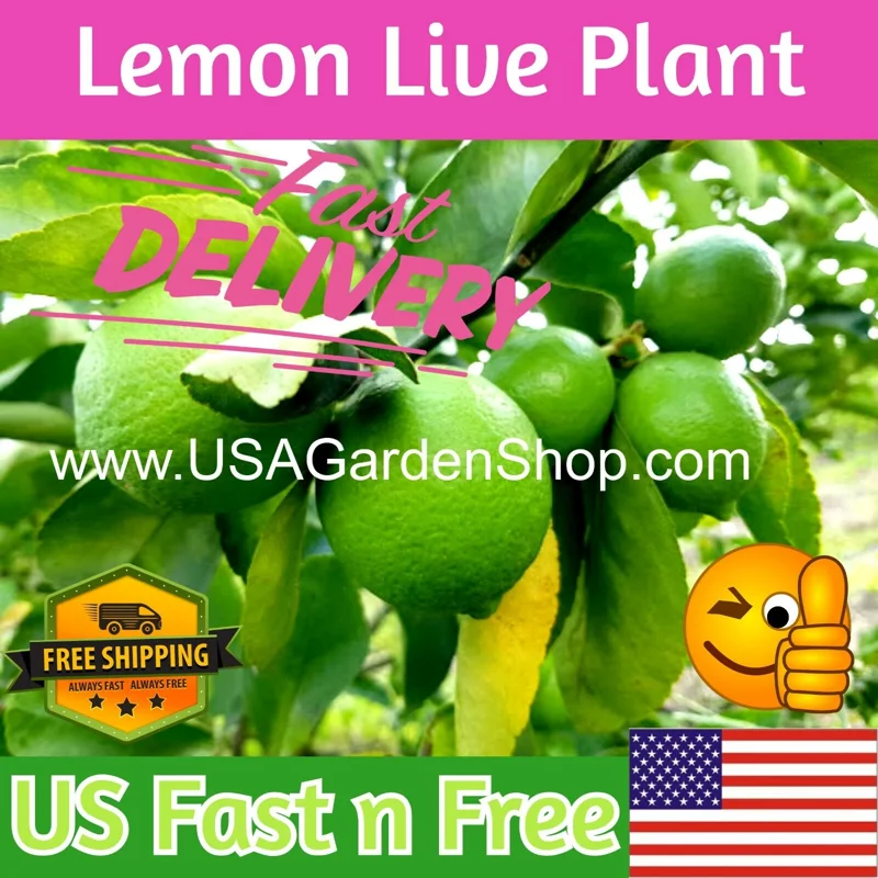 Cay Chanh Lemon Lime Tree Live Plant - 8-12 inch Citrus Tree for Indoor/Outdoor - Image 1