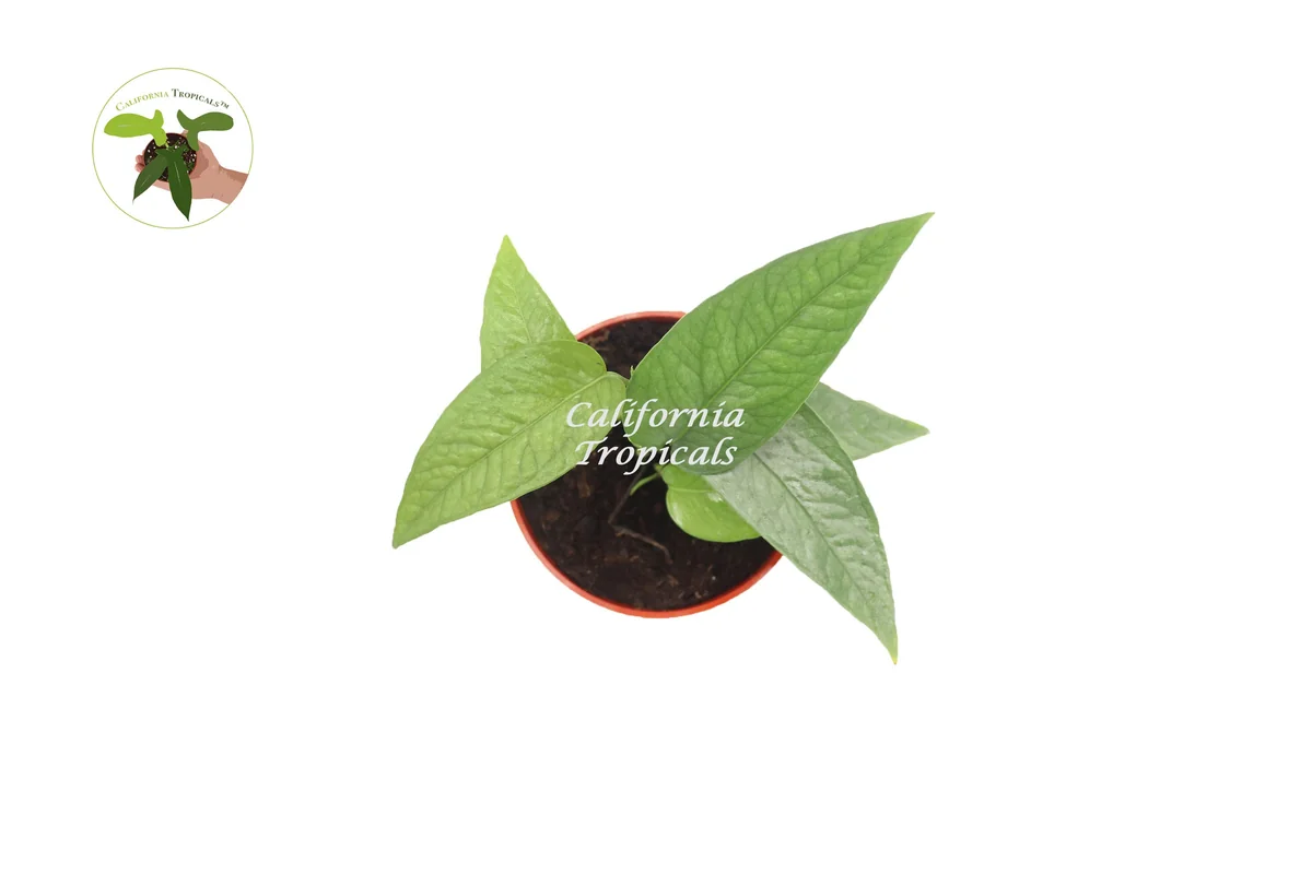 Cebu Blue Pothos Live Plant – 3 inch Pot – Indoor Vining Houseplant - Image 2