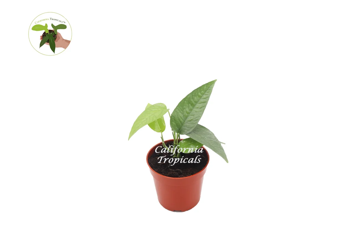 Cebu Blue Pothos Live Plant – 3 inch Pot – Indoor Vining Houseplant - Image 1