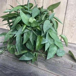 Cebu Blue Pothos Live Plant – 6 inch Pot – Easy Care Indoor Vine - Image 2