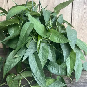 Cebu Blue Pothos Live Plant – 6 inch Pot – Easy Care Indoor Vine - Image 1