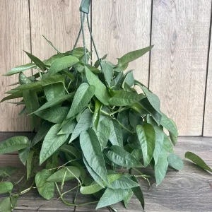 Cebu Blue Pothos Live Plant – 6 inch Pot – Easy Care Indoor Vine - Image 5
