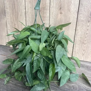 Cebu Blue Pothos Live Plant – 6 inch Pot – Easy Care Indoor Vine - Image 6