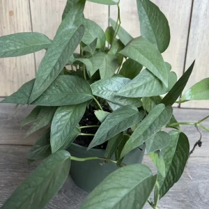 Cebu Blue Pothos Live Plant - 6 inch Pot - Indoor Trailing Vine - Image 4