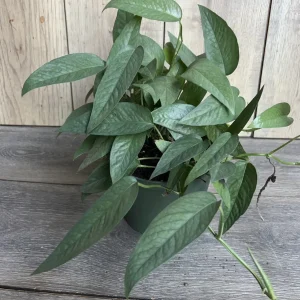 Cebu Blue Pothos Live Plant - 6 inch Pot - Indoor Trailing Vine - Image 5