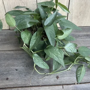 Cebu Blue Pothos Live Plant - 6 inch Pot - Indoor Trailing Vine - Image 8