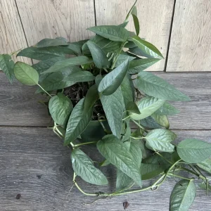 Cebu Blue Pothos Live Plant - 6 inch Pot - Indoor Trailing Vine - Image 9