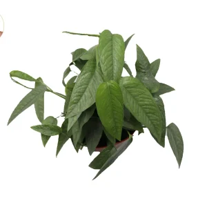 Cebu Blue Pothos Live Plant – 6 inch Potted Houseplant – Indoor Vining Plant - Image 2