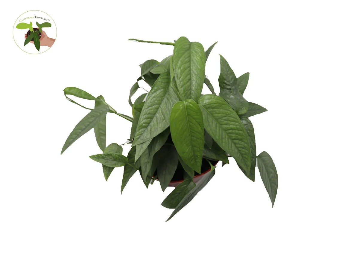 Cebu Blue Pothos Live Plant – 6 inch Potted Houseplant – Indoor Vining Plant - Image 2