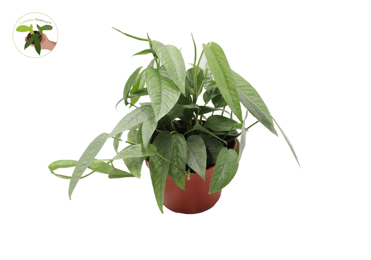 Cebu Blue Pothos Live Plant – 6 inch Potted Houseplant – Indoor Vining Plant - Image 1