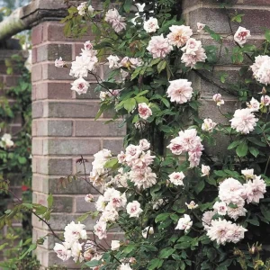 Cecile Brunner Climbing Rose Live Plant - 3-4 ft Tall in 3 Gallon Pot - Outdoor - Image 2