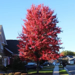 Celebration Maple Tree Live Plant – 1-2 ft Tall, Quart Pot, Fast Growing, Vibrant Fall Color, Outdoor Shade Tree - Image 5