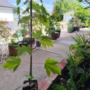 Celebration Maple Tree Live Plant – 1-2 ft Tall, Quart Pot, Fast Growing, Vibrant Fall Color, Outdoor Shade Tree - Image 6