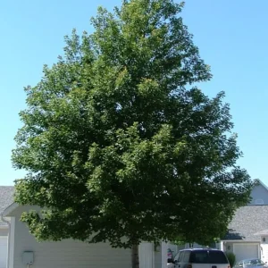 Celebration Maple Tree Live Plant – 1-2 ft Tall, Quart Pot, Fast Growing, Vibrant Fall Color, Outdoor Shade Tree - Image 7