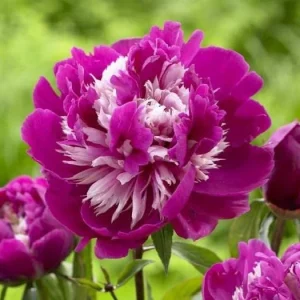Celebrity Peony Bareroot Plant - 2-3 Eye Pink & White Blooms, 2-3 ft Tall - Image 1